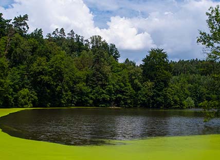 cyanotoxins-image